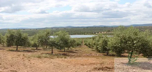 Finca Agroganadera 1706 Hectareas Jaen Olivar Ganado de Lidia