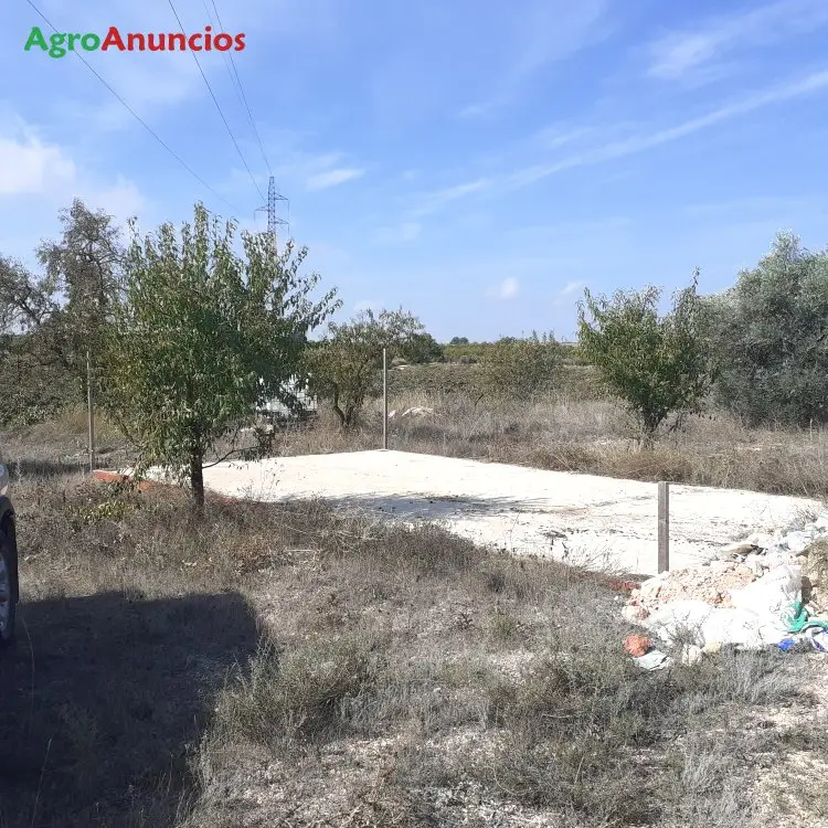 Venta  de Finca de almendros en Valencia