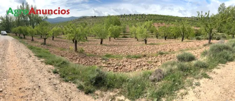 Venta  de Finca de almendros en La Rioja