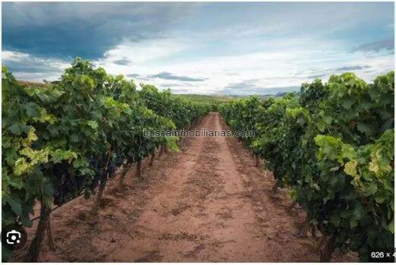 Finca de Regadío 80ha Viñedos Variedad Eva - Alta Rentabilidad