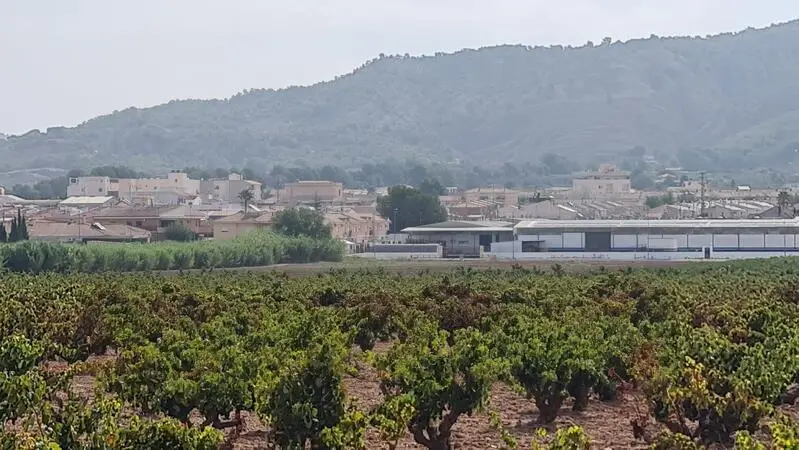 Viñedo en Venta cerca Pinoso Alicante