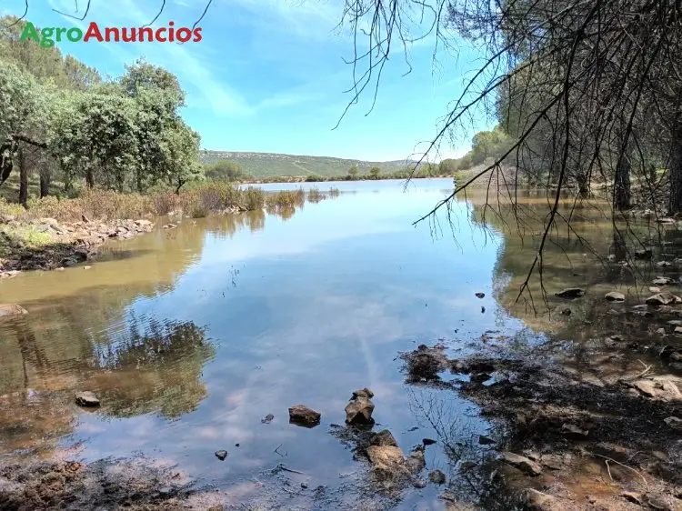 Venta  de Finca de caza con casa en Ciudad Real