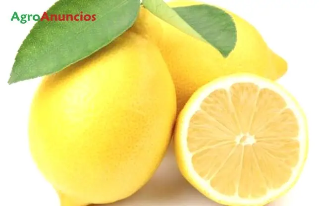 Compra  de Finca de limones ecológicos en Valencia