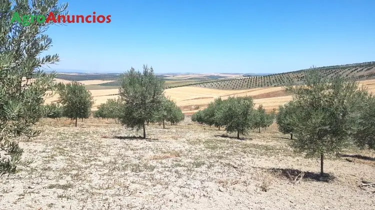 Venta  de Finca de olivar intensivo en Córdoba