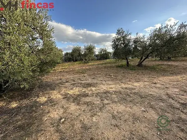 Olivar en Arahal 3600m2
