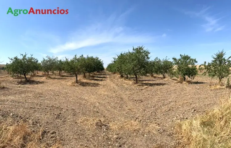 Venta Finca Almendros Lauranne Toledo 11 Hectareas