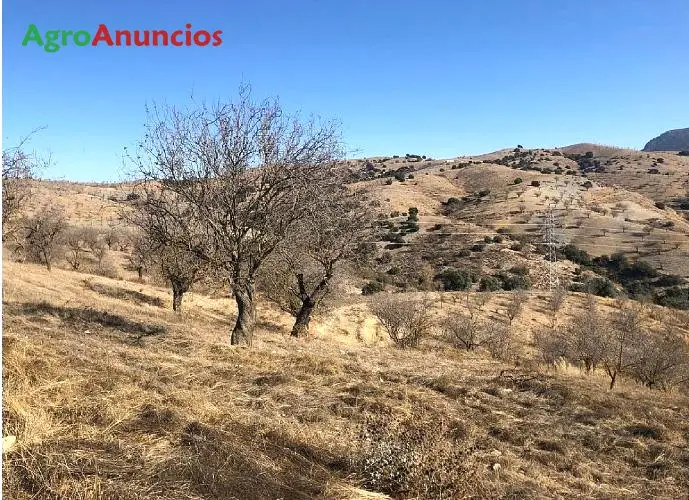 Venta  de Finca de almendros y viñas en baldío en Almería