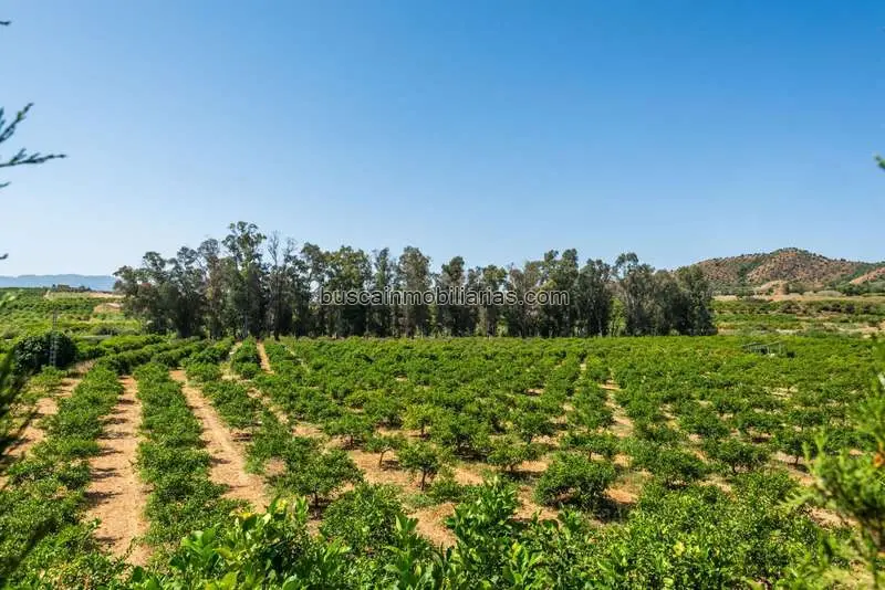 Parcela Rustica en Venta Pizarra Limoneros Ecologicos