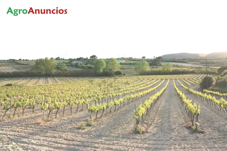 Venta  de Finca de viñedo de las do penedes, cava y catalunya en Barcelona