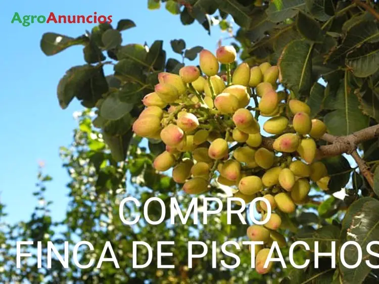 Compra  de Finca de pistachos en Valladolid