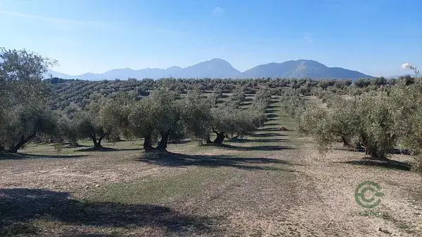 Finca Olivar 22ha Bruñel Alto Subvencionada