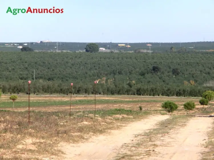 Alquiler  de Finca de pastos en Sevilla