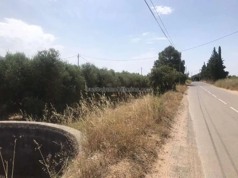 Parcela Rustica en Vinyols i els Arcs con Olivos