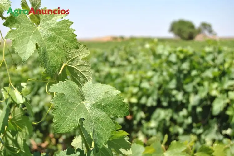 Venta  de Finca de viñedo de regadío en Toledo