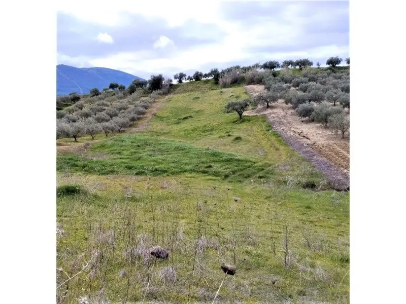 Venta Suelo Rustico 3500m2 Alhaurin el Grande Cartama