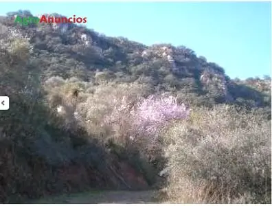 Venta  de Finca de olivos en Málaga