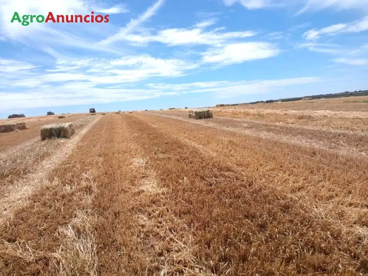 Venta  de Finca rustica tierra de labor en Ciudad Real