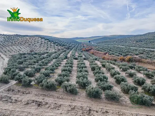 Finca Agricola en Vegas del Genil 543 ha 600 Olivos