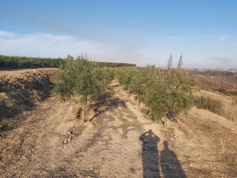 Venta Finca Rustica Castelldans 2000m2 Olivos 12000m2 Bancales