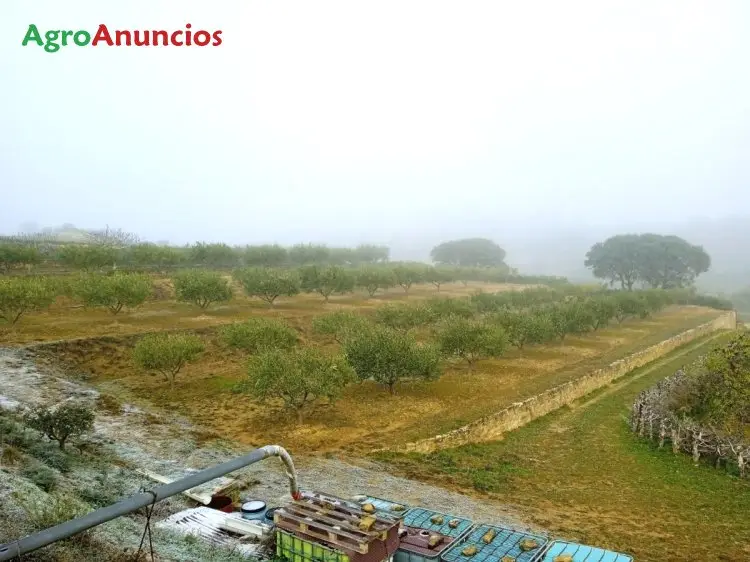 Venta Finca Olivar Tafalla Navarra 150 Olivos