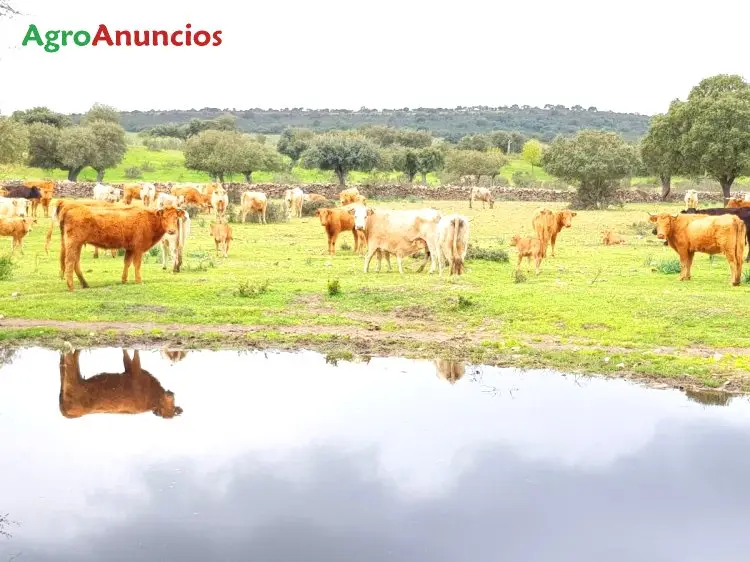 Venta  de Finca ganadera con casa en Zamora