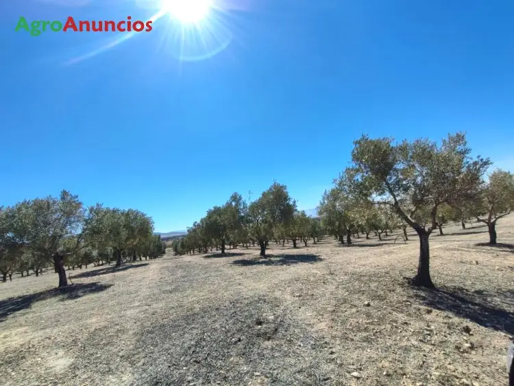 Venta  de Finca de olivar riego por goteo en Granada