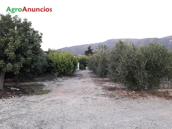 Venta  de Finca de cultivo con casa en Murcia