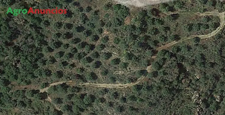 Venta  de Finca de almendros y olivos en Granada