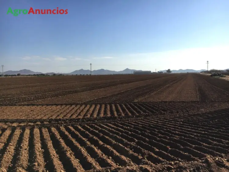 Venta  de Finca de regadío en Murcia