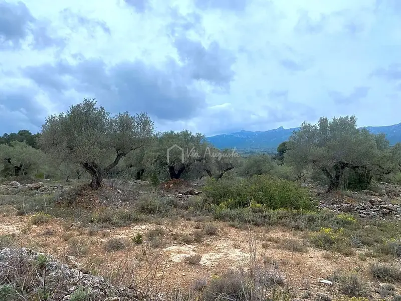 Finca Rustica en Venta El Perello Tarragona