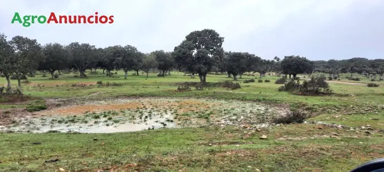 Venta  de Finca rústica dehesa en Salamanca