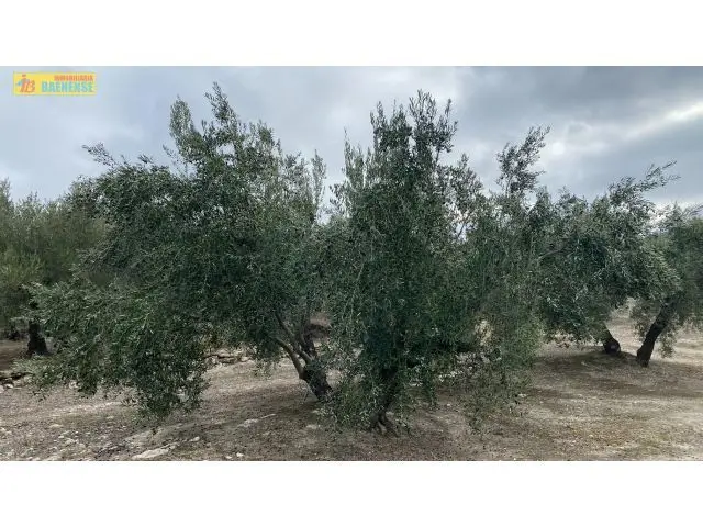 Finca de Olivar en Nueva Carteya: Casa, Terreno y Subvenci	ón