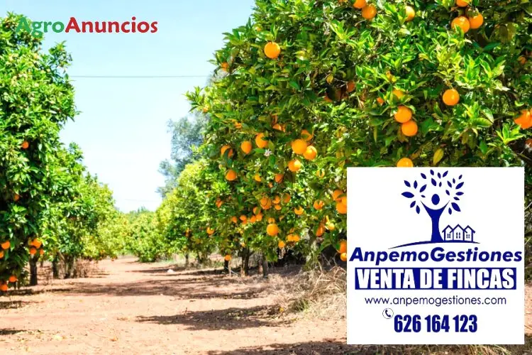 Venta  de Finca de naranjos salustianos en plena producción en Córdoba