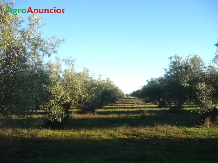 Venta  de Finca de olivar en Madrid