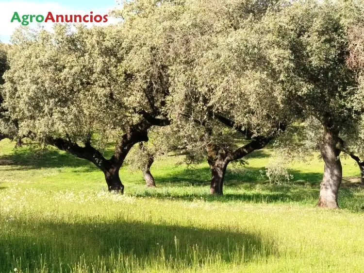 Venta  de Finca con dehesa en Badajoz