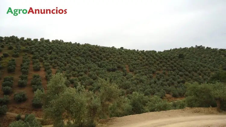 Venta  de Finca con olivos hojiblanca en Córdoba