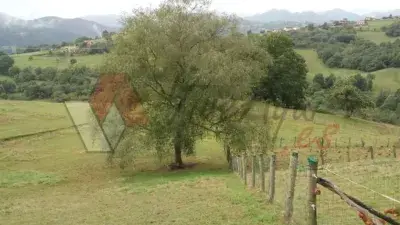 Granja Avicola en Venta Asturias Piloña 3000 Pollos
