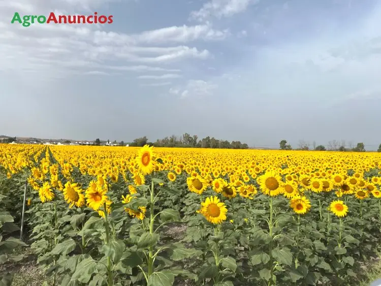 Venta Finca Rustica Cadiz 345 Hectareas