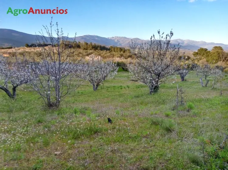 Venta  de Terreno de regadío en Cáceres