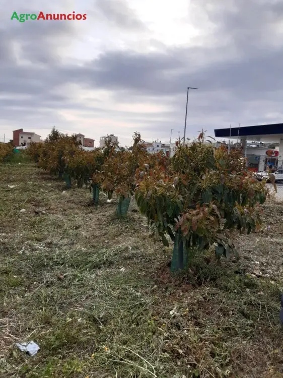 Venta  de Finca de aguacates hass en Málaga