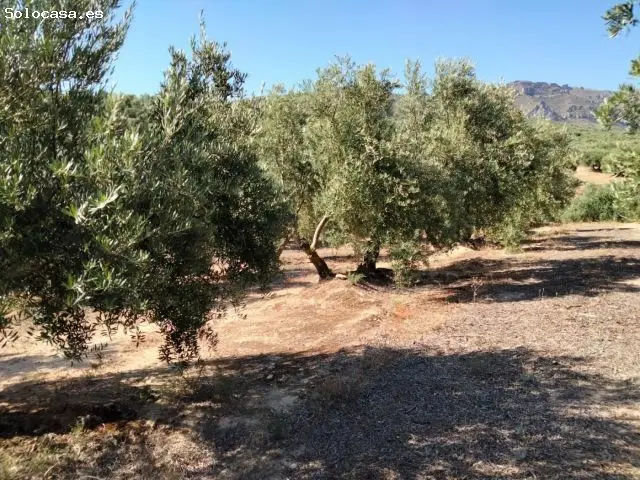 Venta Finca Olivar Jodar 11071m2 240 Olivos Productivos