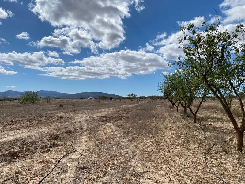 Terreno en Venta Pinoso 12797m2 Agua de Riego