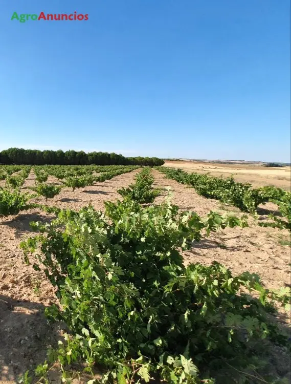 Alquiler  de Finca de viñedo de secano en Zamora