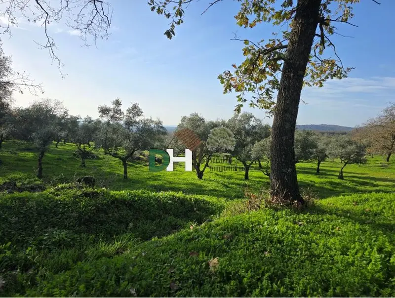 Venta Finca Rustica 150 Hectareas Ganadera Caceres