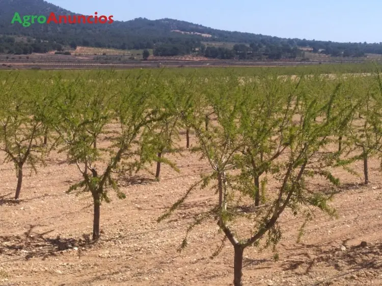 Venta  de Finca de almendros guara con riego en Alicante