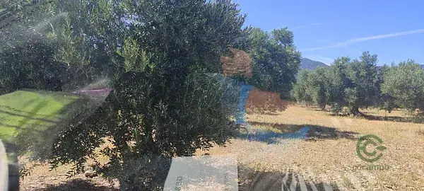 Finca Rustica en Cantallops con Olivos Viñas y Huerto