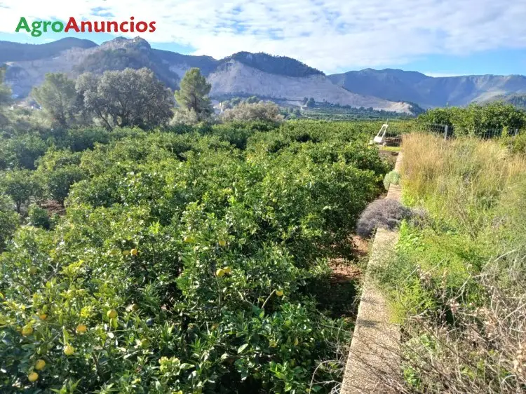 Venta Finca Naranjos Valencia 17 Hanegadas