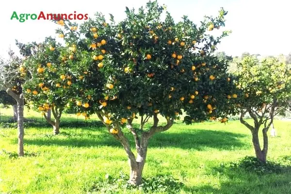 Venta  de Finca de naranjos en Sevilla