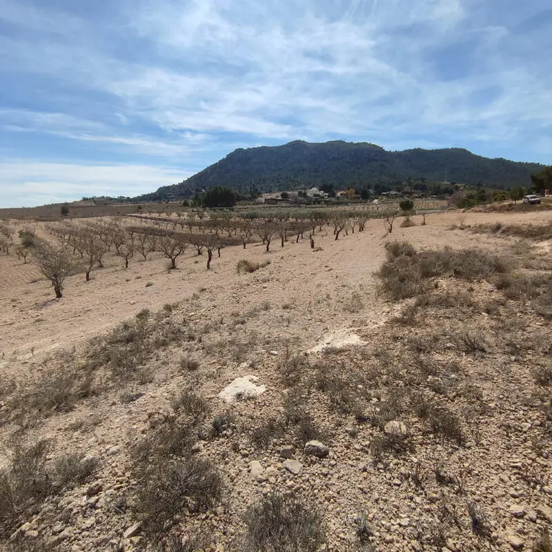 Terreno en Venta Sax Alicante 15000m2 Vistas Montaña