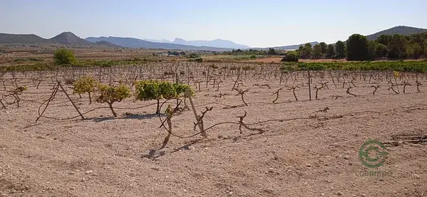 Parcela en Pinoso Alicante 10000m2 ideal para construir